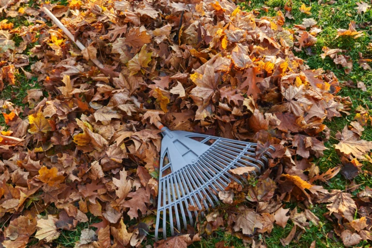 Feuilles ramassées, pelouse dégagée